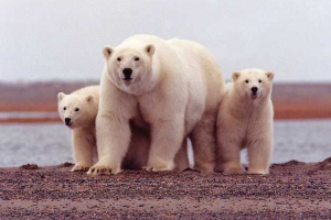 Koji je životni vijek bijelog medvjeda u prirodi i zatočeništvu?